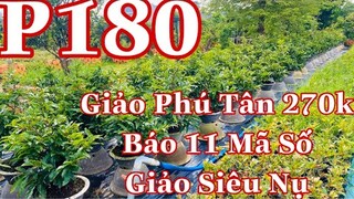 Mai vàng chơi tết p180 | 0907413514 phát | Mai giảo phú tân 270k - báo mã số 11 cây siêu nụ