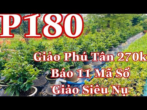 Mai vàng chơi tết p180 | 0907413514 phát | Mai giảo phú tân 270k - báo mã số 11 cây siêu nụ