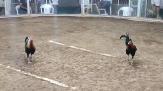 PAGSALABOK FIESTA 4 COCK/COMBO DERBY - Fourth fight win using Boston Possum crossed bullstag.