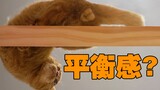 让猫走平衡木，直接给我笑傻了！