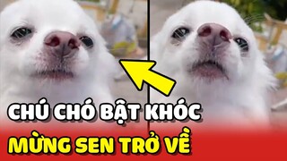 Chú chó KHÓC nức nỡ khi GẶP LẠI SEN sau 1 tuần XA CÁCH 😍 | Yêu Lu