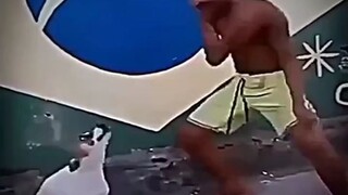 funny moments dog