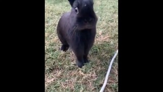 best funny animal videos