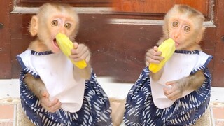 Baby Monkey Maya Very Yummy Eat Mango, Both Babies Monkey Zono& Princes Maya Very Happy