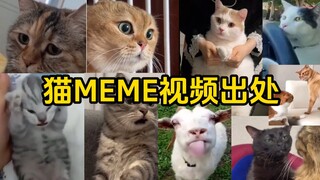 Popular cat meme original video source (Part 1)