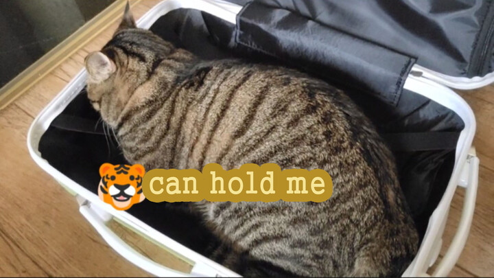 How Big Is A Cat? It Can Fit Into A Suitcase