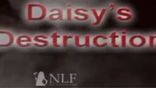 daisy's destruction intro