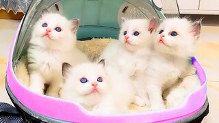 Try Not To Laugh Challenge : Cute And Funny Cats Videos #15 - Funniest Animal Videos 2022