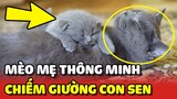 Mèo mẹ thông minh lấy con mình ra để chiếm chỗ ngủ của Sen 😂 | Yêu Lu