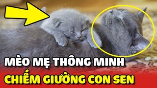 Mèo mẹ thông minh lấy con mình ra để chiếm chỗ ngủ của Sen 😂 | Yêu Lu