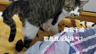 把猫咪从被子里赶出来……