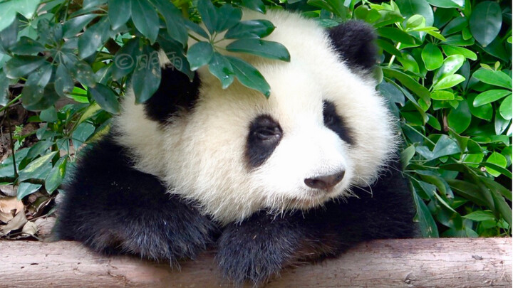 Panda Huahua beristirahat di batang pohon 