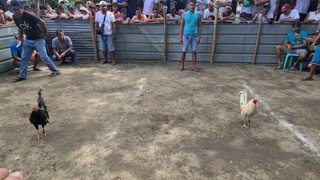 sabong