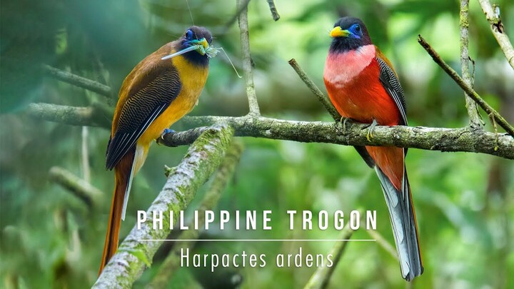 Philippine Trogon - Harpactes ardens (male and female)