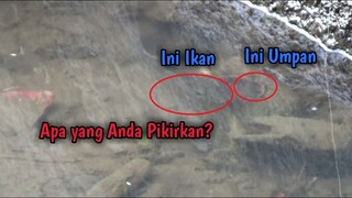 Bikin Gregetan Emang Mancing Ikan Nila Di Air Bening dan Dangkal