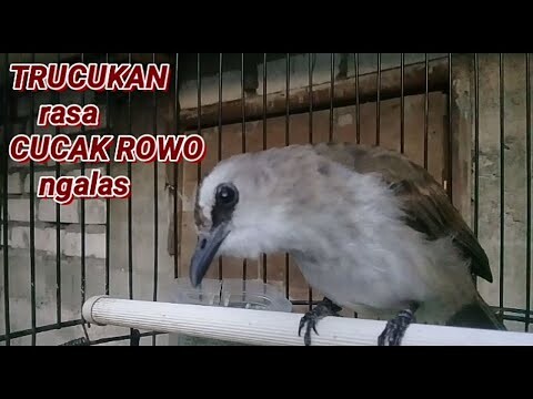 TRUCUKAN RASA CUCAK ROWO NGALAS PAGI HARI TIADA HENTI COCOK BUAT PANCINGAN DAN MASTERAN