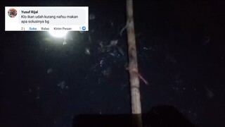 Ikan lele malas makan, ini penyebab dan cara mengatasinya