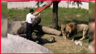 Unstable Man Jumps Into Lion Exhibit Area.