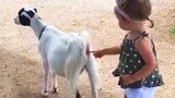 เด็กและทารกน่ารักเล่นกับสุนัข แมว สัตว์ในสวนสัตว์และสัตว์เลี้ยง