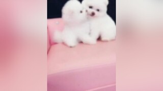 pet  dog cute  thucung foryou  petlover dangyeu