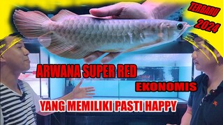 WORTH IT BANGET ! ARWANA SUPER RED 4 EKOR PASTI HAPPY