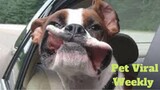 💥Try Not To Laugh Pets Viral Weekly😂🙃💥of 2020 | Funny Animal Videos💥👌