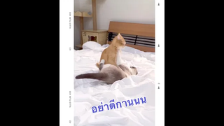 ความวุ่นวายตอนเปลี่ยนผ้าปูที่นอน