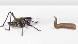 Grasshopper vs. Leech. How come it turns into a suspense film?