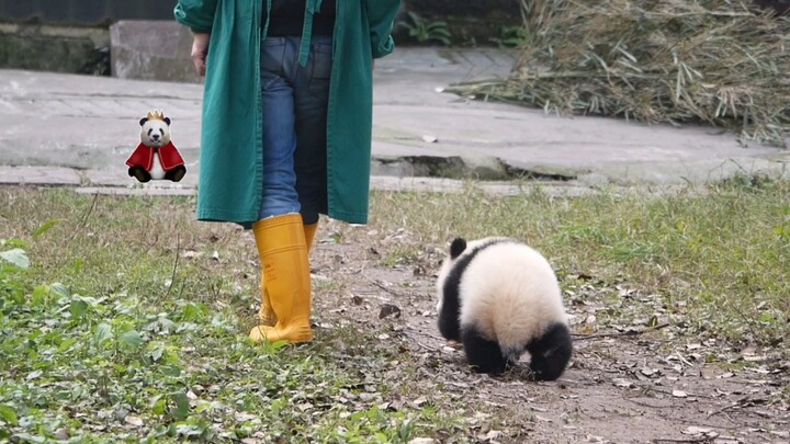 Panda Xixi saat kecil selalu mengikuti pengasuhnya