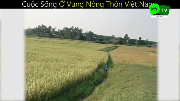 Cuộc Sống Ở Vùng Nông Thôn Việt Nam_phần 6