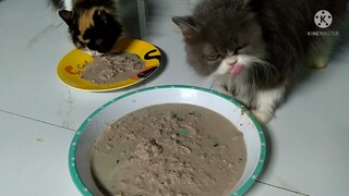 CHEAP CAT and DOG WETFOOD RECIPE #wetfood #catfood #catfoodrecipe