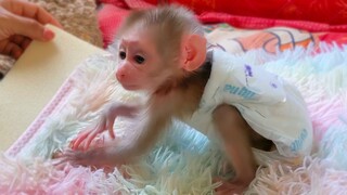 Wow, Super strong boy Luca tries to walk for the first time