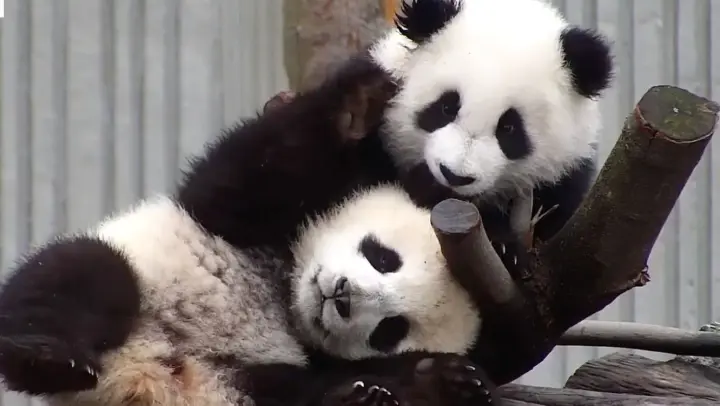 Pandas Hugging Each Other