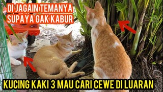 Masya Allah Kucing Ini Menjaga Temanya Supaya Gak Kabur Dari Basecamp Cats Lovers Tv..!