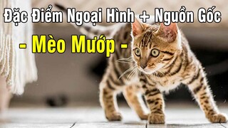 Bật Mí Những Bí Ẩn Đằng Sau Mèo Mướp Ở Việt Nam | Học Viện Thú Cưng