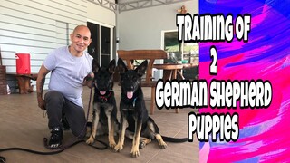 Training Basic Obedience of 2 German Shepherd Puppies | hernan dog world tv