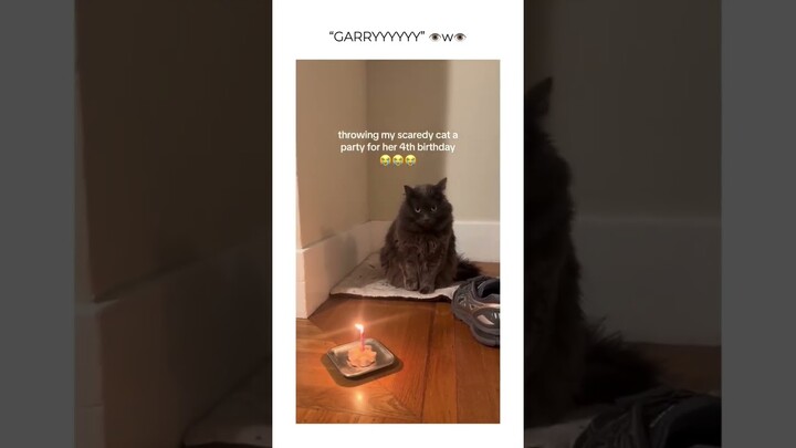 Funny animal videos I found on Instagram and Tiktok #shorts #funnyanimals #cat #funnypets #funny