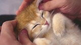 When a Kitten Starts to Enjoy Massage...