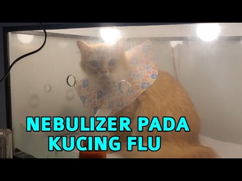 Penyembuhan Flu Pada Kucing