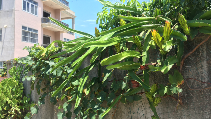 Kalau kamu maniak buah😏, gimana rasanya berkebun di kebun yang penuh dengan aneka buah-buahan😌, yuk 