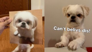 My Dog Reacts to His New Haircut | Cute & Funny Shih Tzu Dog Video