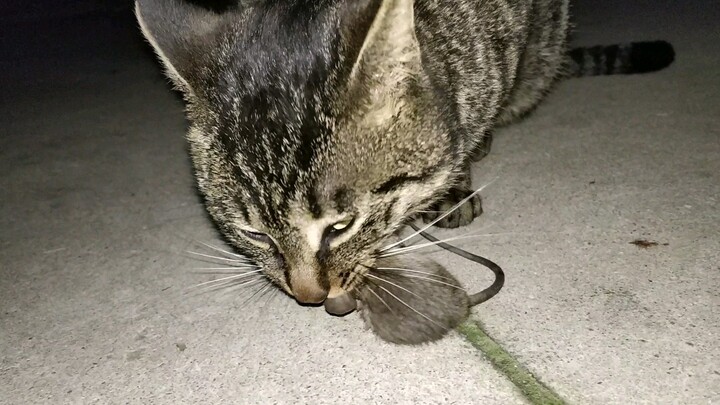 [Hewan]Kucing yang Menangkap Tikus Untuk Makan Malamnya