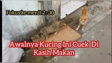 Sepasang Kucing Liar Mencari Makan Bersama Di Pinggir jalan Kucingnya Lucu ! Feeding Cats