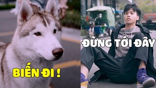 Husky Thông Minh | Có Con Ở Đây, Đố Ai Dám Đụng Đến Mẹ 😎 Gâu Đần Official