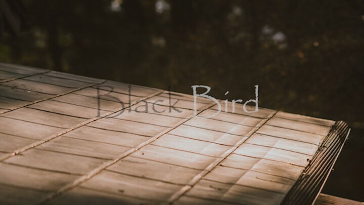 Chim đen