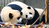 [Giant pandas] He Hua got her old cousin Yuan Run off to sleep