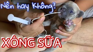 Cách xông sữa, bón cho chó con, chó sơ sinh bằng ống luồn