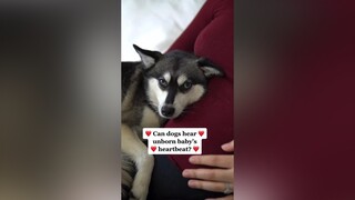 Do you think Skye can tell? 🤔 LearnOnTikTok pregnancy dogs