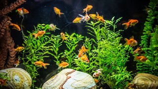 5 Jenis aquascape