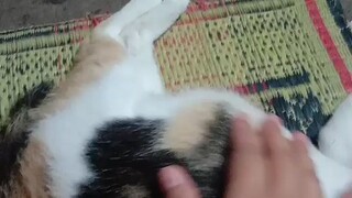 mumpung lagi diluar kota,jadi bisa elus² meong. hehehe